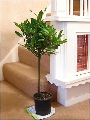 £17.99 • Buy Hardy Fragrant Aromatic Laurus Nobilis Sweet Bay Tree In Pot Indoor Outdoor