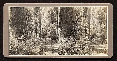Stereoview Woman Climber On Her Way To Mt. Baker. Glacier Washington. 1900's  • $39.95