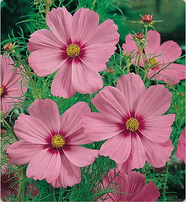 Flower Cosmos Bipinnatus Gloria 400 Flower Seeds • £2.49