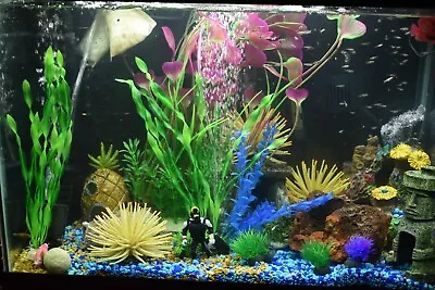 $13.50 • Buy GUPPY Pack Of (24) Baby/Fry FANCY 🌈Colorful Fish Freshwater Livebearer Peaceful