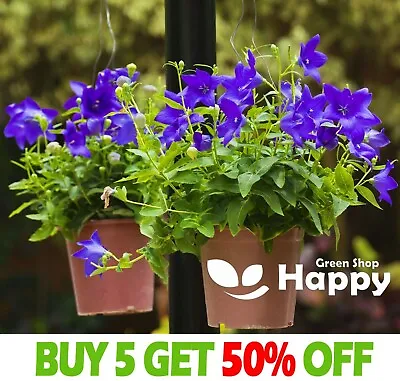 Balloon Flower Bellflower  BLUE - 250 SEEDS - Platycodon Grandiflorus Perennial • £1.99