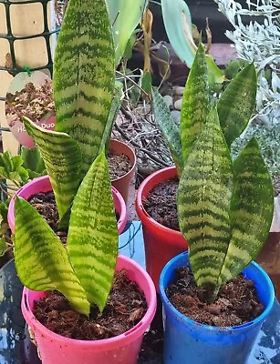 Sansevieria - Robusta • $10