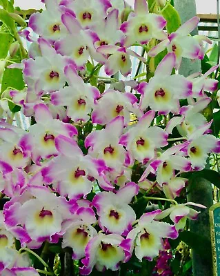 $12 • Buy Beautiful Softcane Orchid Dendrobium Petrina Pink