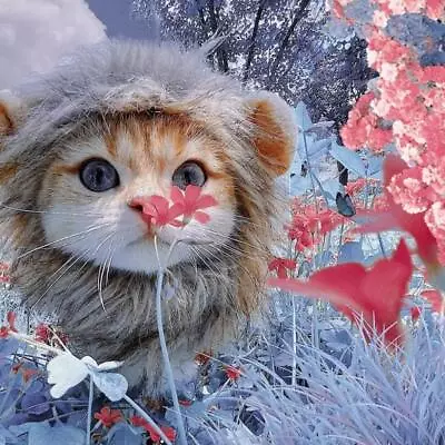 £3.98 • Buy CAT LION CLOTHES HAIR FUNNY Pet MANE WIG Headgear Hat DRESS UP COSTUME 2023 V4D2