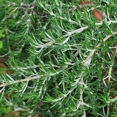 £9.95 • Buy Rosemary 'Riviera'. 2L Plant. Unique Hanging Cooking Herb.