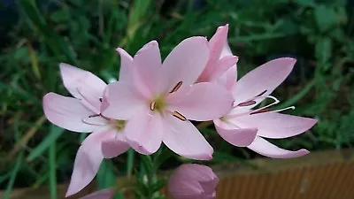 Kaffir Lily Plants Schizostylis Coccinea X 8 Fast Growing Roots • £8.49