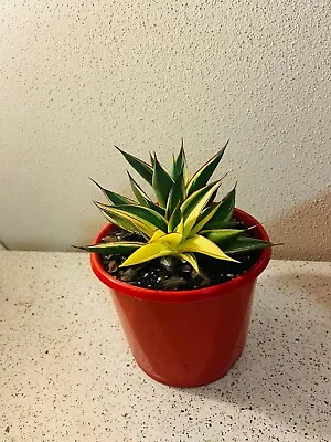 Agave Snow Glow #47 • $87.45