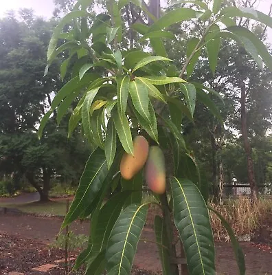 Mango Mahachanok (mangifera) Tropical Fruit Tree 12”-24  • $27.99