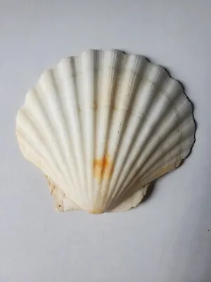 $6.25 • Buy White Scallop Shell
