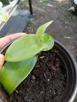 Vanilla Planifolia Well Rooted Species Orchid Plant  • $15