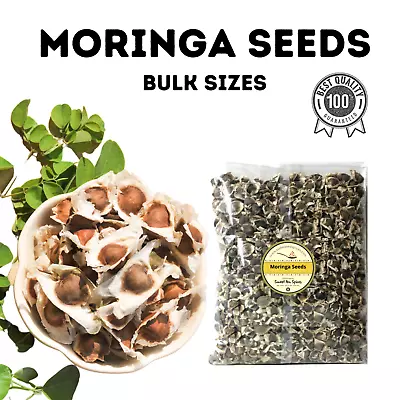 8 Oz  Moringa Oleifera Seeds - Fresh Organic Semillas De Moringa Tree • $16.96