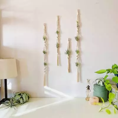 Macrame Air Plant Hanger Hanging Holder Pineapple Display Boho Flower Basket • £3.59