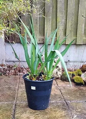 Yucca Recurvifolia Yukka Gloriosa 2x Garden Hardy Live Plant YR05 • £25