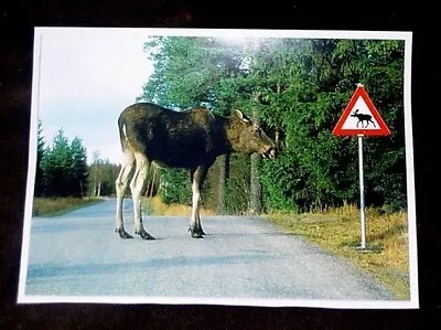 Moose Crossing Sign Color Photo Reprint 8 X 10 3/4 • $7