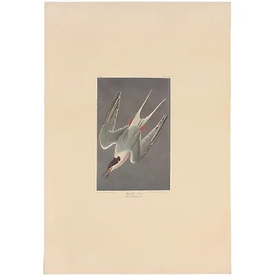 $150 • Buy Audubon Amsterdam Ed. Double Elephant Folio 1971 Lithograph Pl 240 Roseate Tern