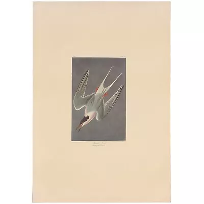 $150 • Buy Audubon Amsterdam Ed. Double Elephant Folio 1971 Lithograph Pl 240 Roseate Tern