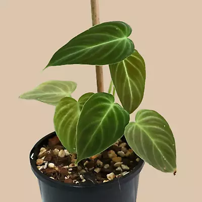 Philodendron 'Splendid' Rare House Plant Not Monstera Pothos • $20