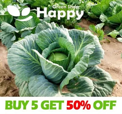 Vegetable Seeds Cabbage Polar - 400 Seeds - 4 Kg Heads - Resistant To Splitting • £1.99