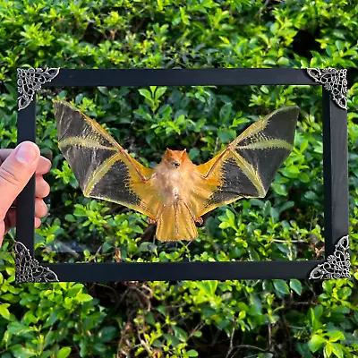 Home Decor Framed Insect Taxidermy Entomology Collection Gothic Handmade • $79