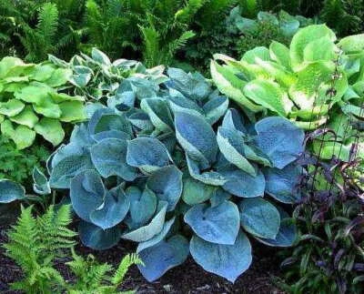 £13 • Buy Hosta Abiqua Drinking Gourd Garden Plant Sent Out Bareroot Ex 0.5 Litre Pot