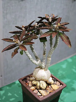 £8.05 • Buy EUPHORBIA AMBOVOMBENSIS  Exotic Madagascar Bonsai Caudex Cacti Seed 5 Seeds