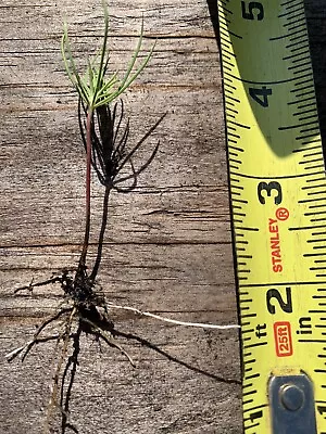 10 Pine Tree Seedlings 3”-6” Tall- Bare Root. Fast Growing Wild. • $15