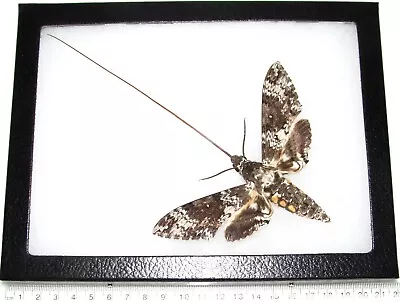 Manduca Rustica Pollinator Sphinx Moth Arizona USA Framed Type 1 • $36