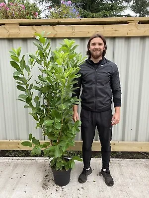 10 X 6ft Potted Cherry Laurel Hedge Plants (Multi-Buy Offers Available) • £399.90