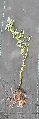 1 X SALIX TORTUOSA TREE - TWISTED WILLOW TREE BARE ROOTS  • £4.99