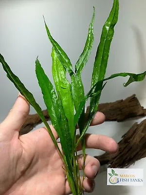 *BUY 2 GET 1 FREE* Java Fern Microsorum Pteropus Live Aquarium Plants ✅ • $8.99