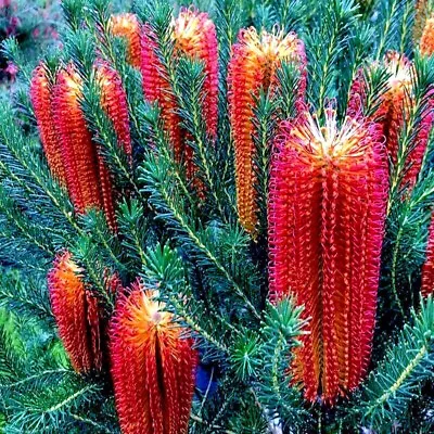 10 Lantern Banksia Tree Seeds  Fireworks  Exotic Flowering House Plant RARE  • $12.95