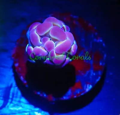 Cornbred's Hologram Branching Hammer - WYSIWYG - Frag - LIVE CORAL • $0.99