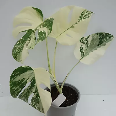 Variegated Monstera Albo #9A Rooted **Ships In 6  Pot • $77