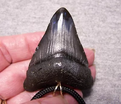 Megalodon Shark Tooth Necklace  2 1/8   Fossil Teeth Pendant Jaw Megalodon GEM • $55