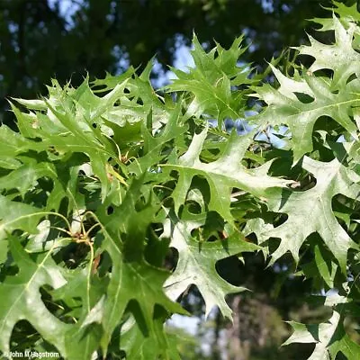 Pin Oak Trees For Planting | Live Tree Seedlings| No Ship To California • $32.96