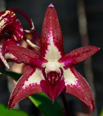 $10.50 • Buy Orchid -Dendrobium Sunset Gold