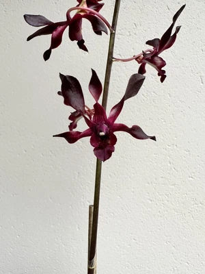 $55 • Buy AAO Orchid-Dendrobium “Red Twist 
