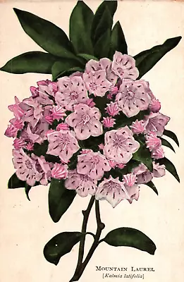 Antique Postcard 1909 Mountain Laurel Connecticut State Flower Windsor Bay Conn. • $14.50