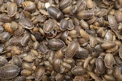 Dubia Roaches • $297