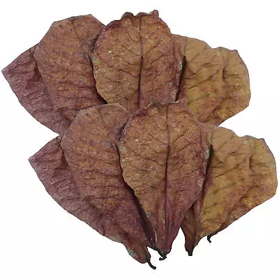 10/20/50 Pcs Small Indian Catappa Almond Leaves IAL For Betta Shrimps Reptiles • $21.89
