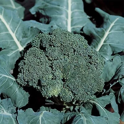 BROCCOLI 'Di Ciccio' EARLY 100 Seeds  Italian Heirloom Vegatable • $2.60