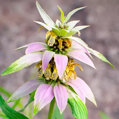 50+ Spotted Bee Balm - Monarda Punctata - Hummingbird Magnet Unique Pink Bracts • $5