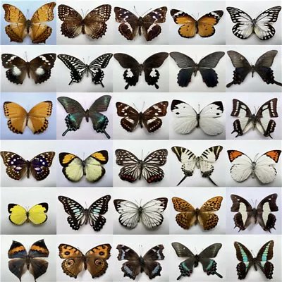 £3.59 • Buy 30 Real Butterflies Specimen Insects Home Decor Accessories Collection Art