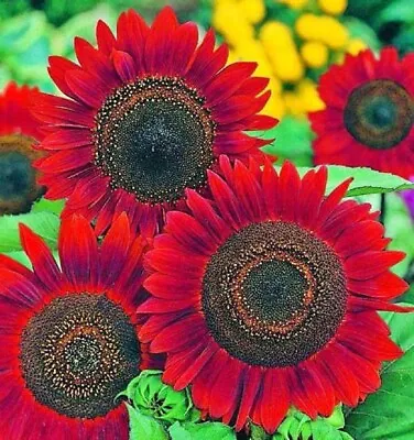 Sunflower Seeds- Vibrant Red Velvet Queen Heirloom Free Shipping! • $160