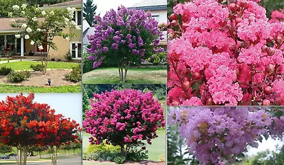 20 SEEDS For MIXED COLORS CRAPE MYRTLE Rare Flower Exotic Tree Plant USA Seller • $7.75