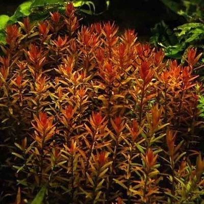 £3.99 • Buy Rotala Rotundifolia Indica Live Plant Tropical Aquarium Aquatic 5 Stems
