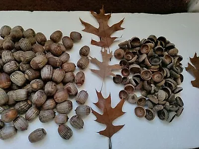 100 Real Acorns Medium To Large Caps Included • $9