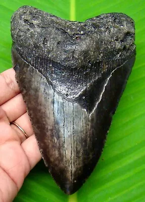 Megalodon Shark Tooth - 5.08 - Huge - Shark Teeth - Real Fossil - Megladone • $185