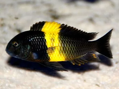 Tropheus Kiriza Tanganyika Cichlid Tropheus Kiriza 4cm • £20