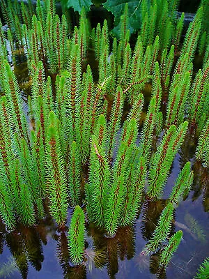 6 X Stems Mares Tail Hippuris Vulgaris Oxygenating Pond Plant Marginal Plant • £4.99